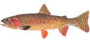 Yellowstone cutthroat trout
